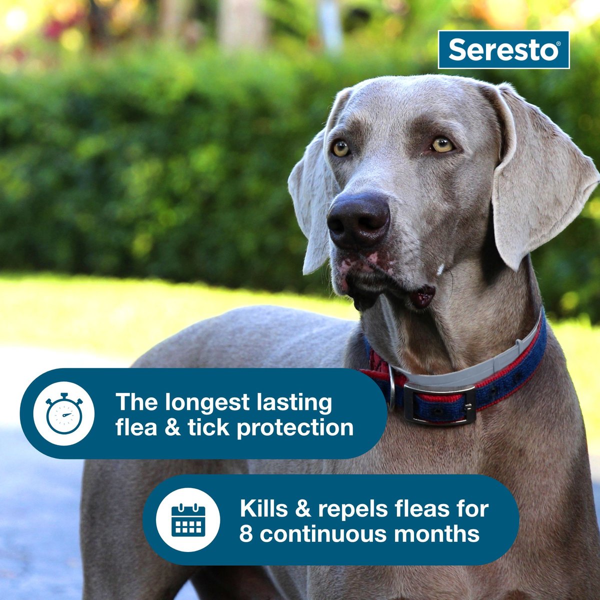 Seresto Flea & Tick Collar for Dogs